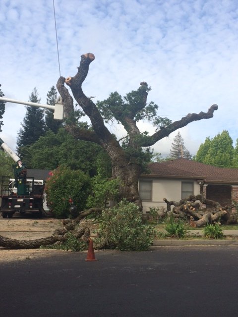 Tree removal companies in south jersey, Guerneville CA