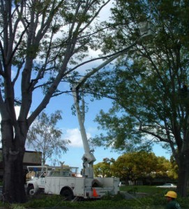 tree service woodside ca