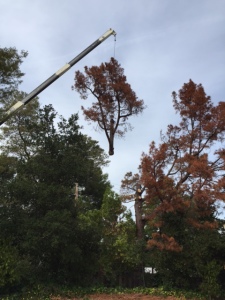 tree removal redwood city ca