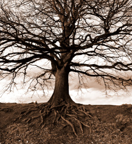 tree service san carlos ca