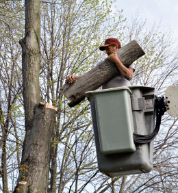 tree service portola valley ca