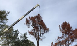 tree-removal