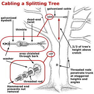 treecabling