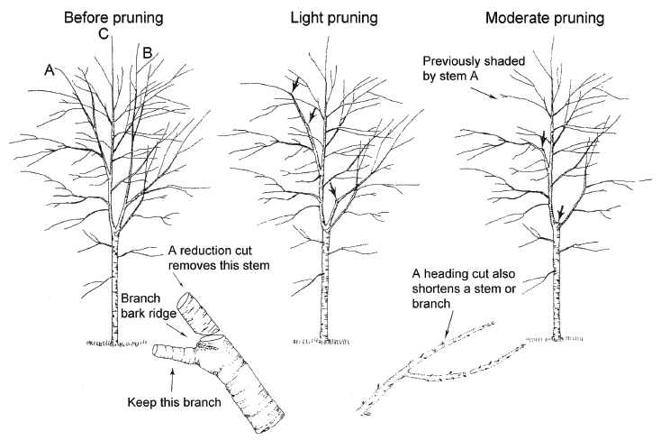 tree pruning redwood city