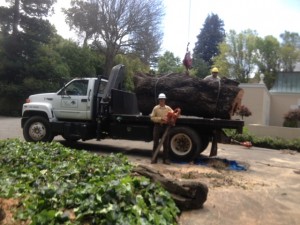 tree service los altos ca