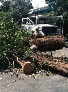 tree service hillsborough ca