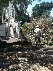 tree service los altos hills ca