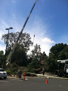 tree service menlo park ca