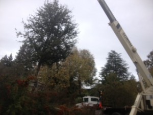 tree service burlingame ca