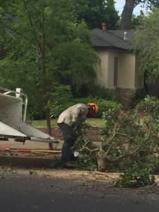 tree service belmont ca