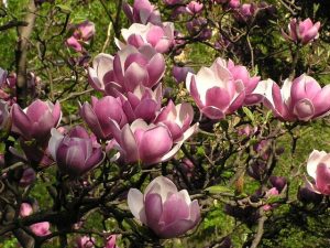 Close up of the flowers on a Magnolia Saucer tree.