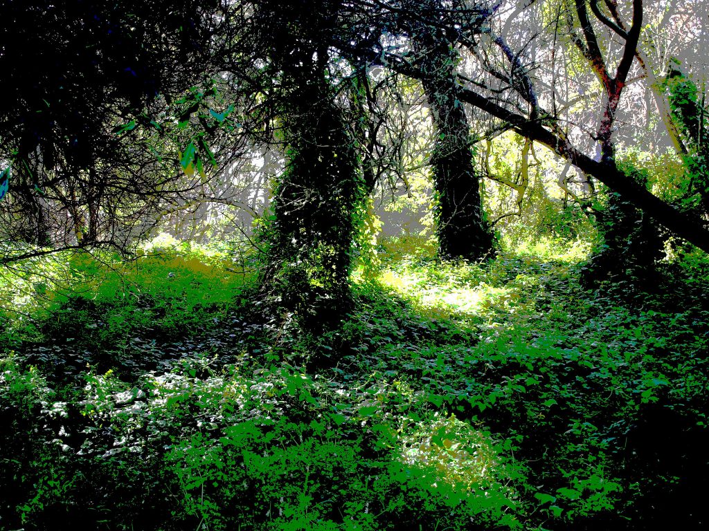 5 Common Tree Diseases in the San Francisco Area | Econo Tree Service, Inc.