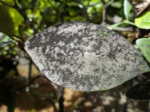Sooty mold marking a leaf from an infected tree.