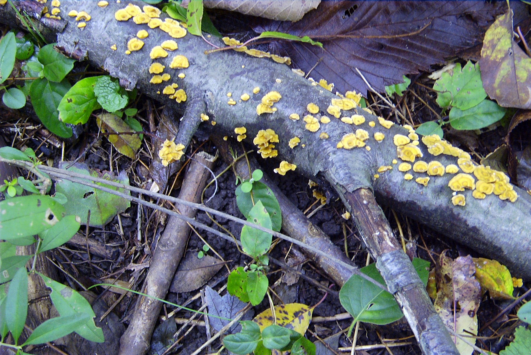 4 Ways to Identify Tree Fungi in Southern CA Econo Tree Service, Inc.