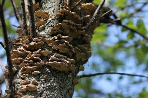 Fungus growing on a tree.