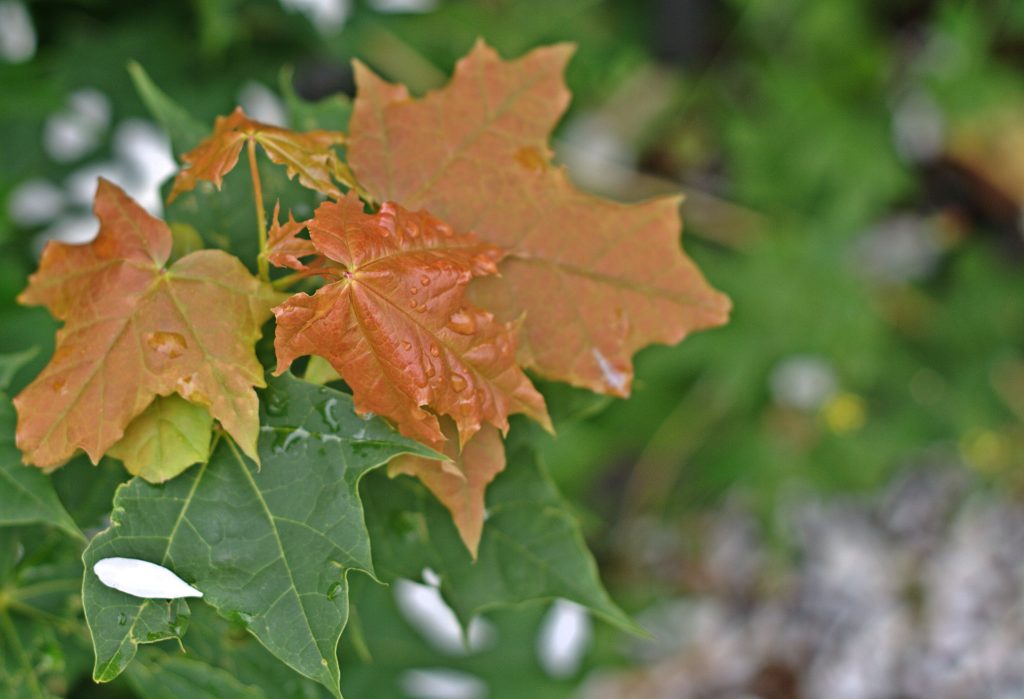 Try These 4 Tips if Your New Tree's Leaves Are Turning Brown or Wilting