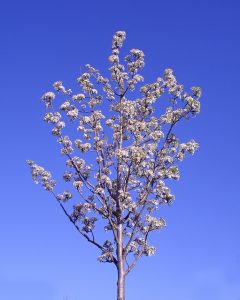 Growing And Maintaining Healthy Dogwoods