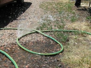 Watering too much can have a negative impact on new trees.