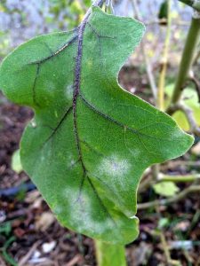 Powdery mildew disease on a leaf.