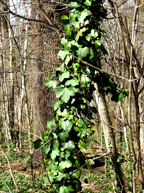 Critical Signs and Symptoms of Tree Stress | Econo Tree Service, Inc.