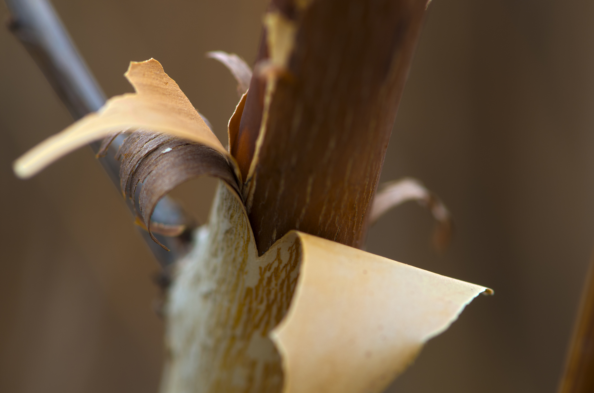 5 Reasons Bark Is Falling Off Your Trees Econo Tree Service, Inc.