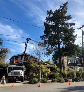 redwood city tree trimming