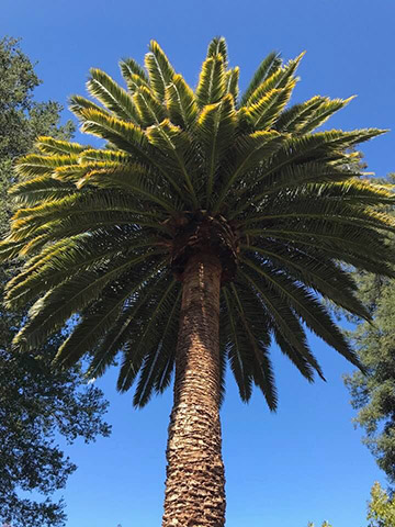 Palm After Pruning in Redwood City