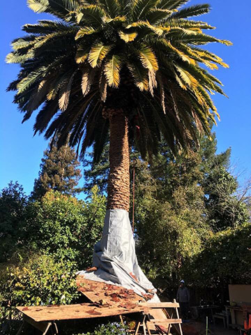 Palm Before Pruning in Redwood City