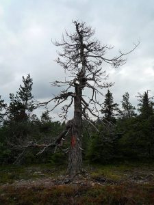 dead tree surrounded by healthy trees