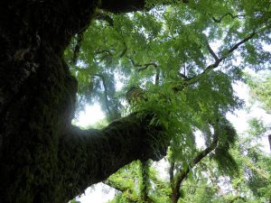 Tree overhang