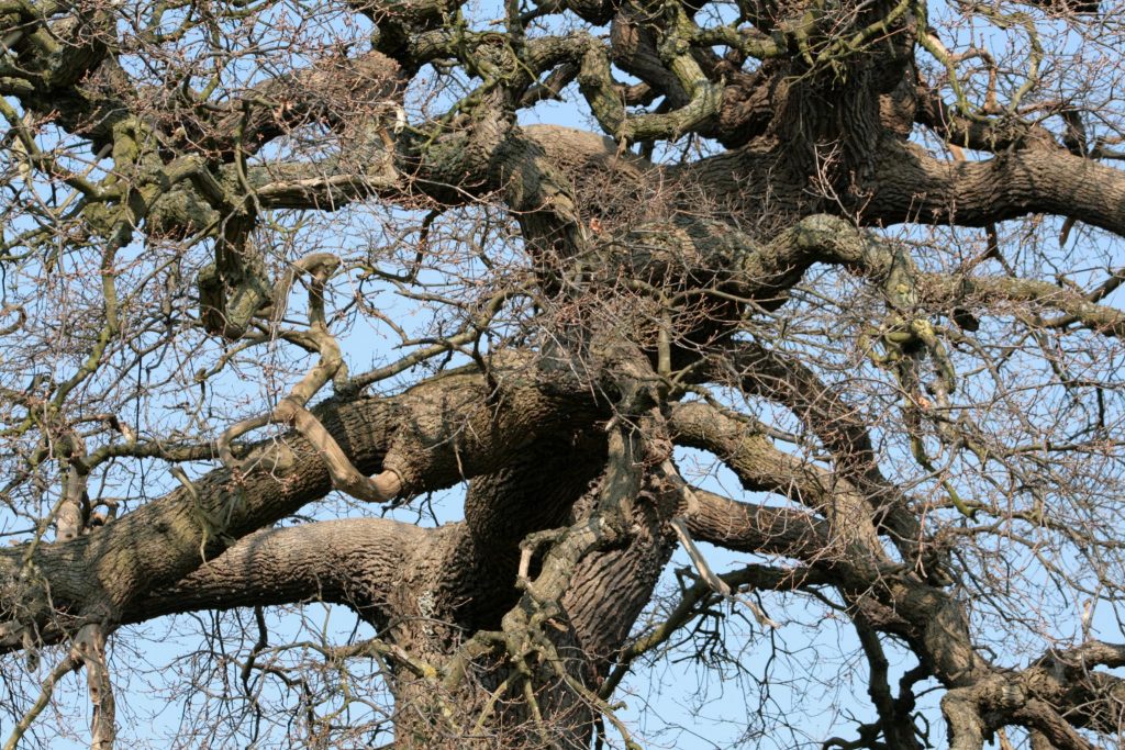 Last Minute Winterizing Tips For Your Trees | Econo Tree Service, Inc.