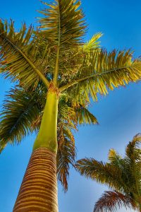 Tall palm